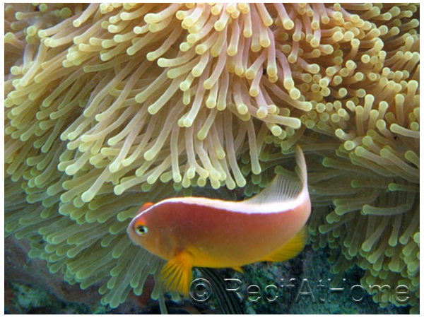 Amphiprion akallopisos 