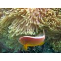 Amphiprion akallopisos 