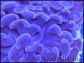 Euphyllia paraancora Bleu/violet Taille S
