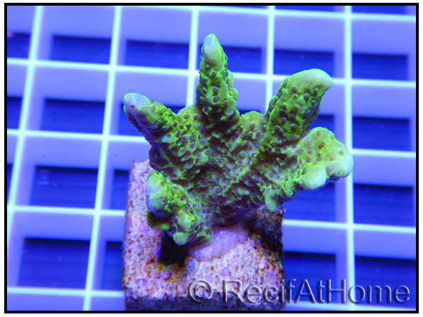 Montipora confusa Vert fluo taille S