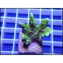 Montipora confusa Vert fluo taille S