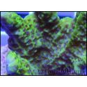 Montipora confusa Vert fluo taille S