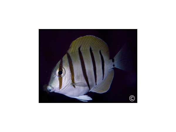 Acanthurus triostegus