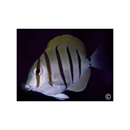 Acanthurus triostegus