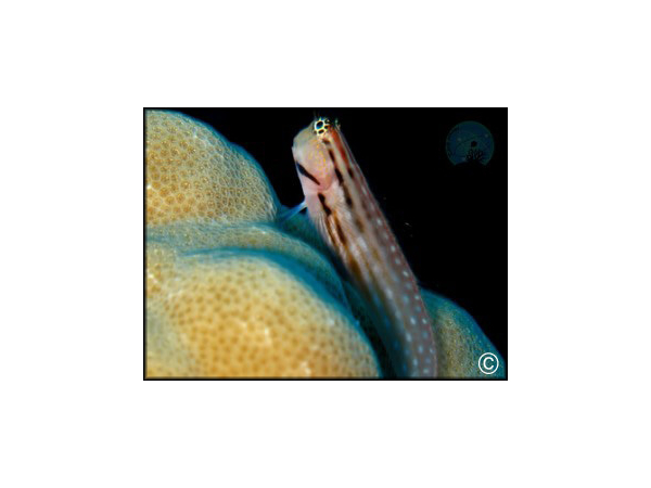 Istiblennius chrysospilos