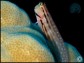 Istiblennius chrysospilos