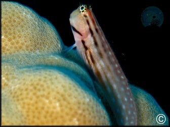 Istiblennius chrysospilos