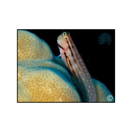 Istiblennius chrysospilos