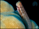 Istiblennius chrysospilos