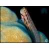 Istiblennius chrysospilos