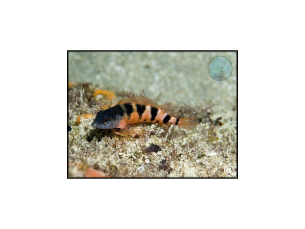 Malacoctenus triangulatus