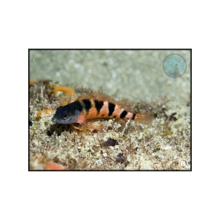 Malacoctenus triangulatus