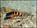 Malacoctenus triangulatus