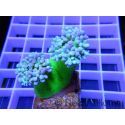 Duncanopsamia Australie vert fluo S