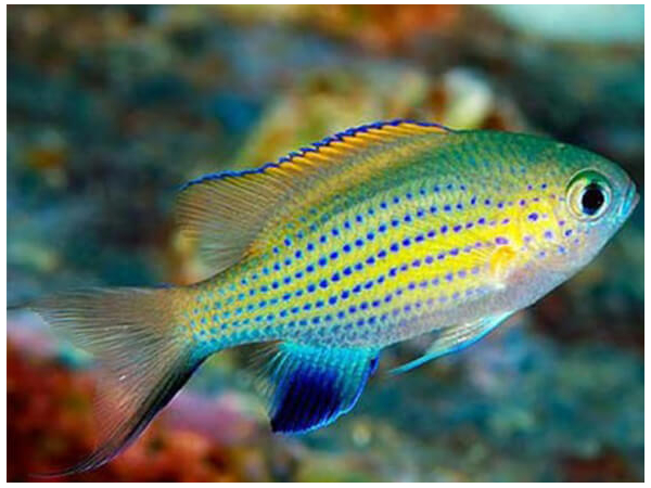 Chromis venderbilti