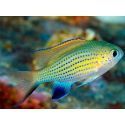 Chromis venderbilti