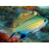 Chromis venderbilti