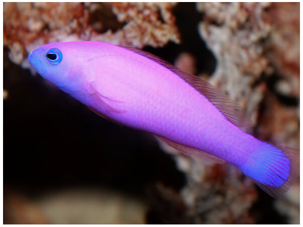 Pseudochromis porphyreus