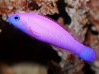 Pseudochromis porphyreus