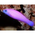 Pseudochromis porphyreus