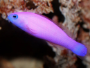 Pseudochromis porphyreus