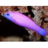 Pseudochromis porphyreus