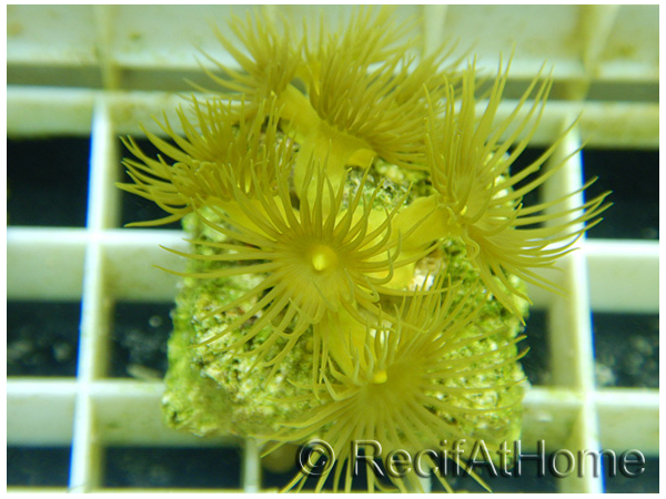 WYSIWYG Parazoanthus Gracilis T1