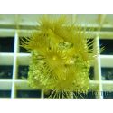 WYSIWYG Parazoanthus Gracilis T1
