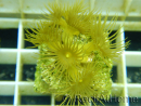 WYSIWYG Parazoanthus Gracilis T1