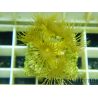 WYSIWYG Parazoanthus Gracilis T1