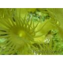 WYSIWYG Parazoanthus Gracilis T1