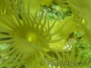 WYSIWYG Parazoanthus Gracilis T1