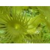 WYSIWYG Parazoanthus Gracilis T1