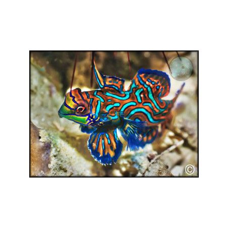 Synchiropus splendidus