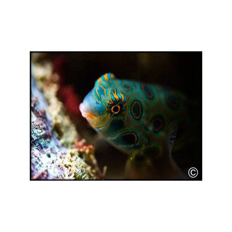 Synchiropus picturatus