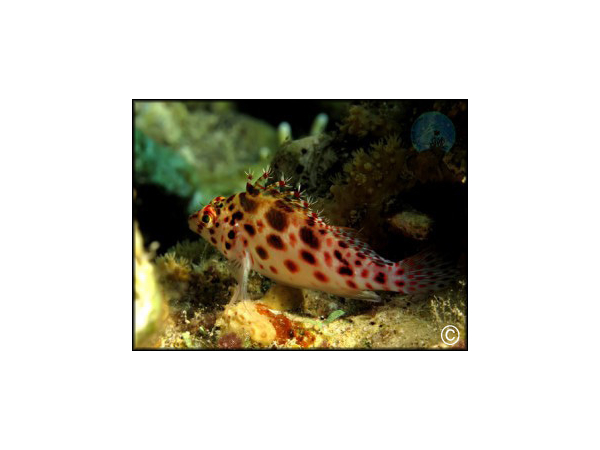 Cirrhitichthys aprinus