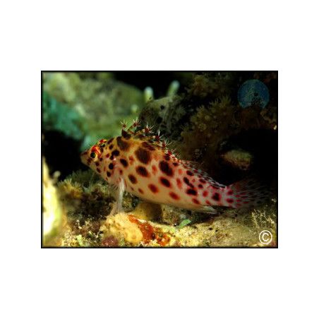 Cirrhitichthys aprinus