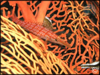 Oxycirrhites typus