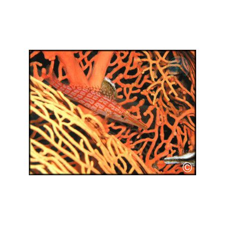 Oxycirrhites typus