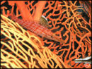 Oxycirrhites typus