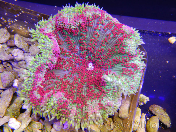 WYSIWYG Stichodactyla tapetum red