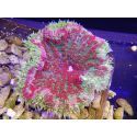 WYSIWYG Stichodactyla tapetum red