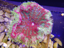 WYSIWYG Stichodactyla tapetum red