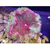 WYSIWYG Stichodactyla tapetum red