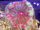 WYSIWYG Stichodactyla tapetum red
