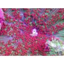 WYSIWYG Stichodactyla tapetum red