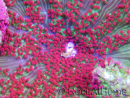 WYSIWYG Stichodactyla tapetum red