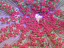 WYSIWYG Stichodactyla tapetum red