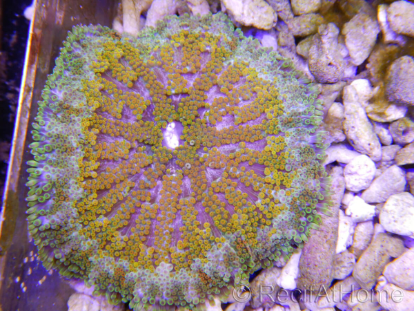 WYSIWYG Stichodactyla tapetum