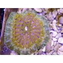 WYSIWYG Stichodactyla tapetum